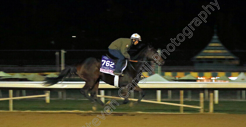 Tamara-0001 
 TAMARA training for The Breeders' Cup Juvenile Fillies
Santa Anita USA, 30 Oct 2023 - Pic Steven Cargill / Racingfotos.com