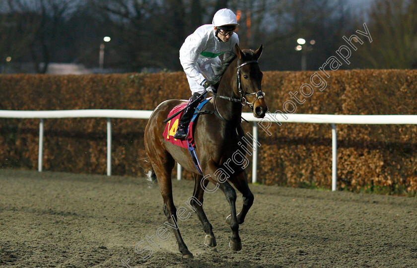 Vandella-0001 
 VANDELLA (Robert Havlin)
Kempton 5 Jan 2019 - Pic Steven Cargill / Racingfotos.com