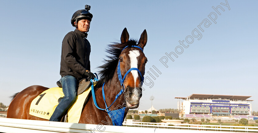 Deirdre-0008 
 DEIRDRE preparing for the Neom Turf Cup
Riyadh Racecourse, Kingdom of Saudi Arabia 26 Feb 2020 - Pic Steven Cargill / Racingfotos.com