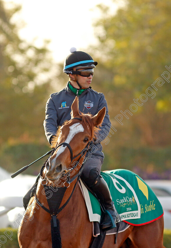 Derma-Sotogake-0002 
 DERMA SOTOGAKE training for The Saudi Cup
King Abdulaziz Racecourse, Saudi Arabia 20 Feb 2024 - Pic Steven Cargill / Racingfotos.com