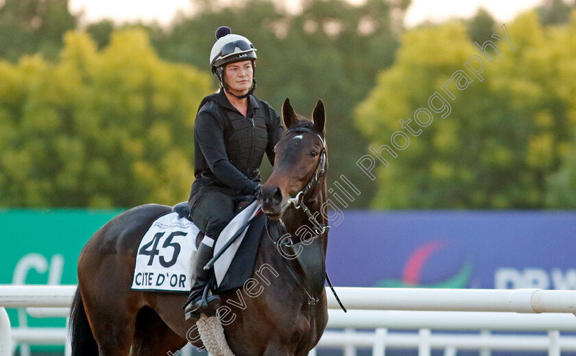 Cite-D Or-0002 
 CITE D'OR training at the Dubai World Cup Carnival
Meydan 5 Jan 2023 - Pic Steven Cargill / Racingfotos.com