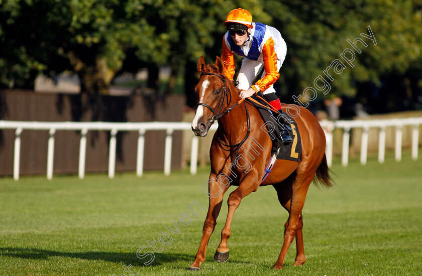 Hunky-Dory-0001 
 HUNKY DORY (David Egan)
Newmarket 9 Aug 2024 - Pic Steven Cargill / Racingfotos.com