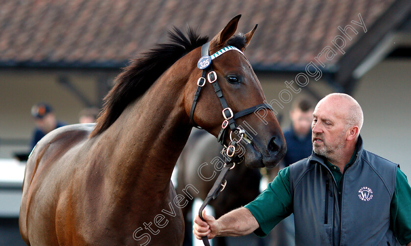 Lot-0325-colt-by-Dubawi-x-Dar-Re-Mi-0006 
 Lot 325 a colt by Dubawi x Dar Re Mi before selling at Tattersalls Yearling Sale Book1 for 3.5million guineas
Newmarket 10 Oct 2018 - Pic Steven Cargill / Racingfotos.com