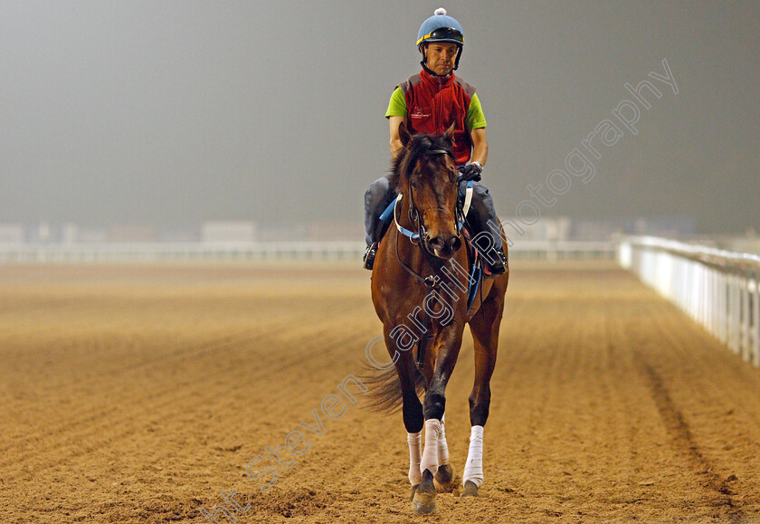 Reride-0001 
 RERIDE exercising in preparation for the UAE Derby Meydan 29 Mar 2018 - Pic Steven Cargill / Racingfotos.com