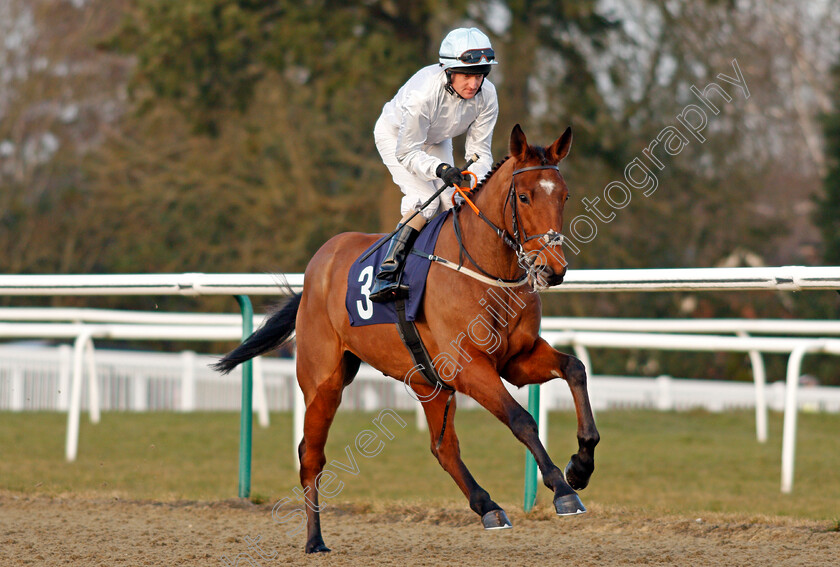 Lucky-Lover-Boy-0001 
 LUCKY LOVER BOY (Liam Keniry) Lingfield 23 Feb 2018 - Pic Steven Cargill / Racingfotos.com