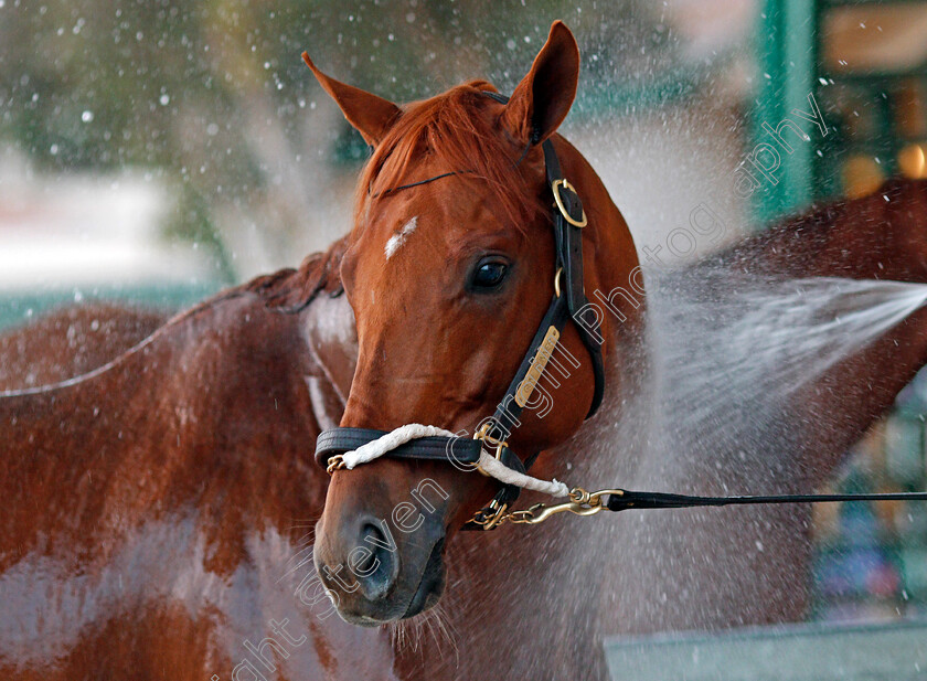 Gun-Runner-0003 
 GUN RUNNER after training for The Breeders' Cup Classic at Del Mar 2 Nov 2017 - Pic Steven Cargill / Racingfotos.com