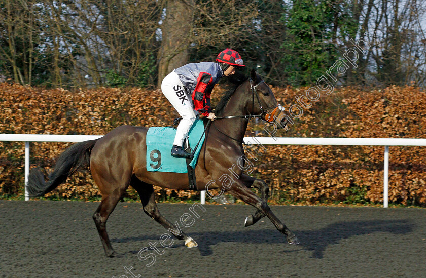 Mutara 
 MUTARA (Nicola Currie)
Kempton 16 Feb 2022 - Pic Steven Cargill / Racingfotos.com