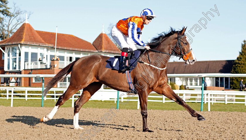 Silent-Attack-0001 
 SILENT ATTACK (Ben Curtis)
Lingfield 8 Feb 2020 - Pic Steven Cargill / Racingfotos.com