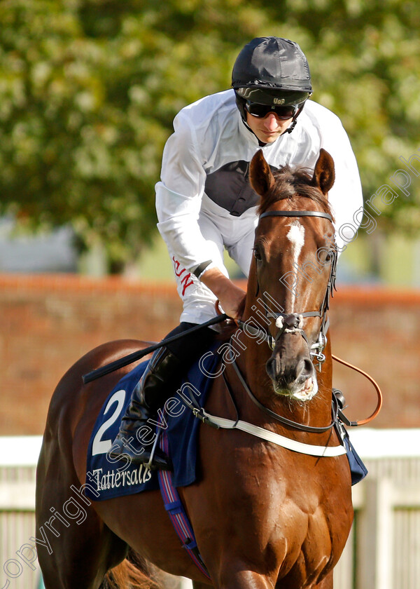 Cresta-0001 
 CRESTA (Tom Marquand)
Newmarket 23 Sep 2021 - Pic Steven Cargill / Racingfotos.com