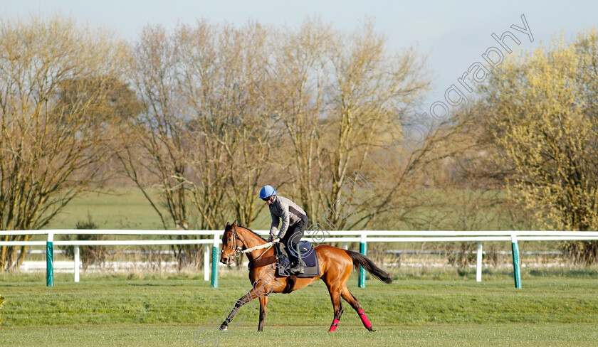 Honeysuckle-0009 
 HONEYSUCKLE exercising on the eve of the Cheltenham Festival
Cheltenham 14 Mar 2022 - Pic Steven Cargill / Racingfotos.com