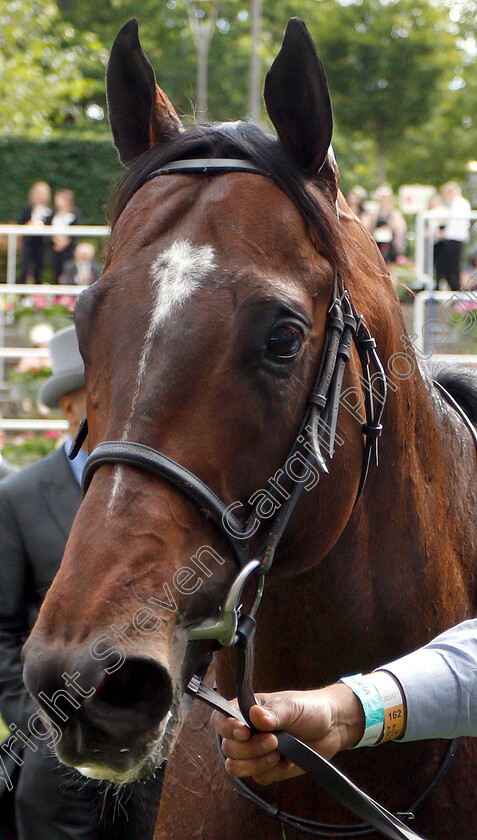 Blue-Point-0011 
 BLUE POINT after The Diamond Jubilee Stakes
Royal Ascot 22 Jun 2019 - Pic Steven Cargill / Racingfotos.com