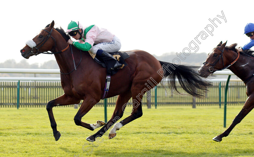 Bell-Rock-0005 
 BELL ROCK (Oisin Murphy) wins The Willow Novice Stakes
Newmarket 24 Oct 2018 - Pic Steven Cargill / Racingfotos.com