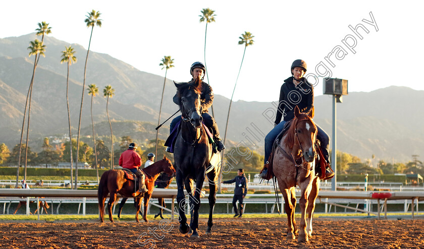 King-Of-Steel-0006 
 KING OF STEEL training for the Breeders' Cup Turf
Santa Anita USA, 1 Nov 2023 - Pic Steven Cargill / Racingfotos.com