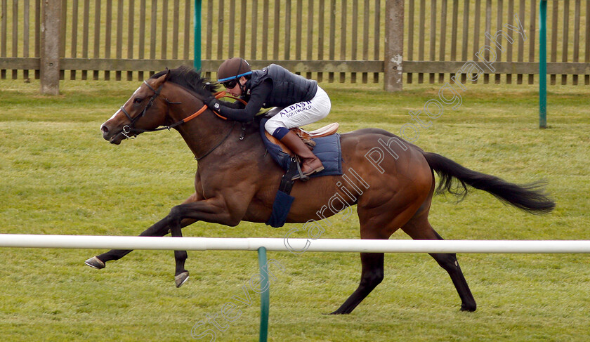 Advertise-0003 
 ADVERTISE (Oisin Murphy) in racecourse gallop
Newmarket 16 Apr 2019 - Pic Steven Cargill / Racingfotos.com