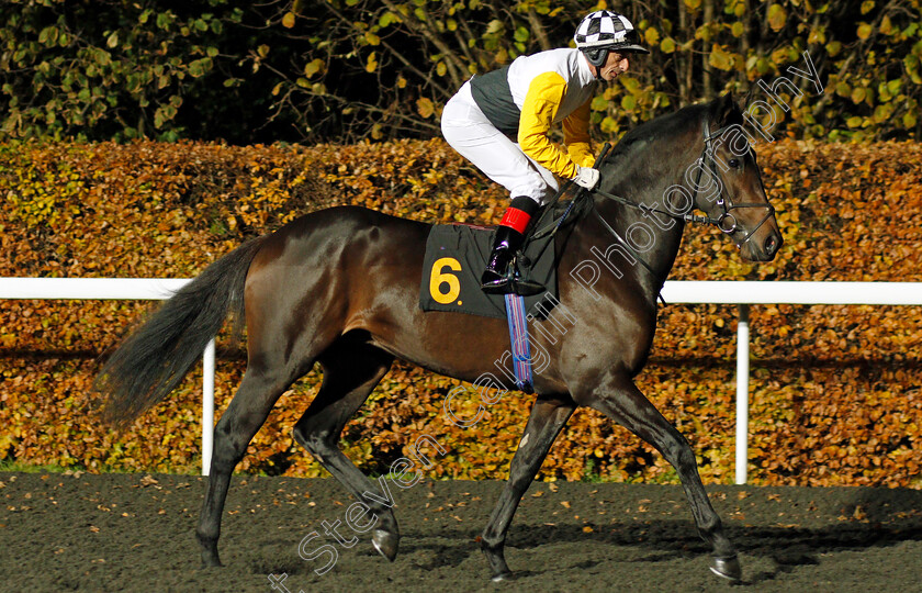 Royal-Astronomer-0001 
 ROYAL ASTRONOMER (Gerald Mosse)
Kempton 20 Nov 2019 - Pic Steven Cargill / Racingfotos.com