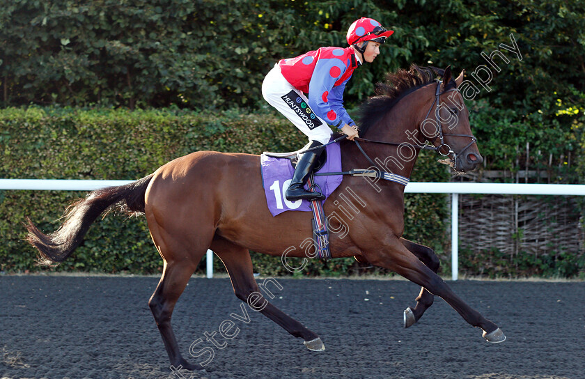 Royal-King-0001 
 ROYAL KING (William Cox)
Kempton 8 Aug 2018 - Pic Steven Cargill / Racingfotos.com