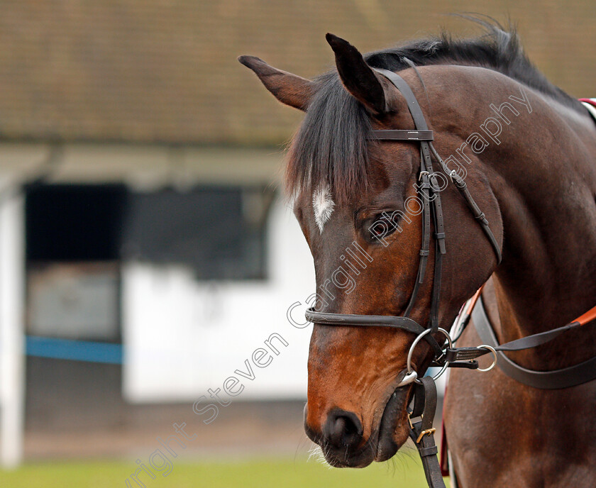 Altior-0015 
 ALTIOR at the stables of Nicky Henderson, Lambourn 6 Feb 2018 - Pic Steven Cargill / Racingfotos.com