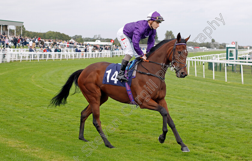 Sparkling-Beauty-0001 
 SPARKLING BEAUTY (Rowan Scott)
Yarmouth 20 Sep 2023 - Pic Steven Cargill / Racingfotos.com