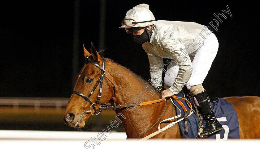 Mildenberger-0001 
 MILDENBERGER (Joe Fanning) winner of The Betway Conditions Stakes
Wolverhampton 18 Jan 2021 - Pic Steven Cargill / Racingfotos.com