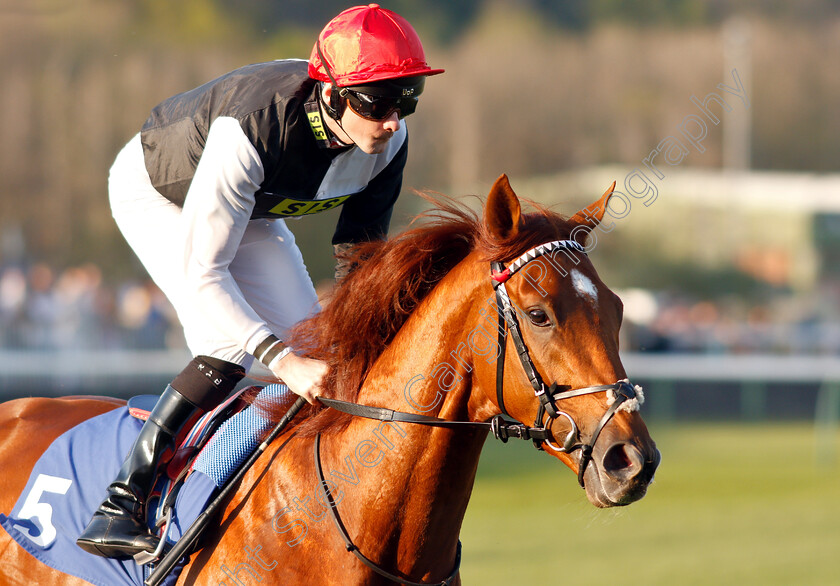 First-In-Line-0003 
 FIRST IN LINE (Robert Havlin)
Nottingham 20 Apr 2019 - Pic Steven Cargill / Racingfotos.com