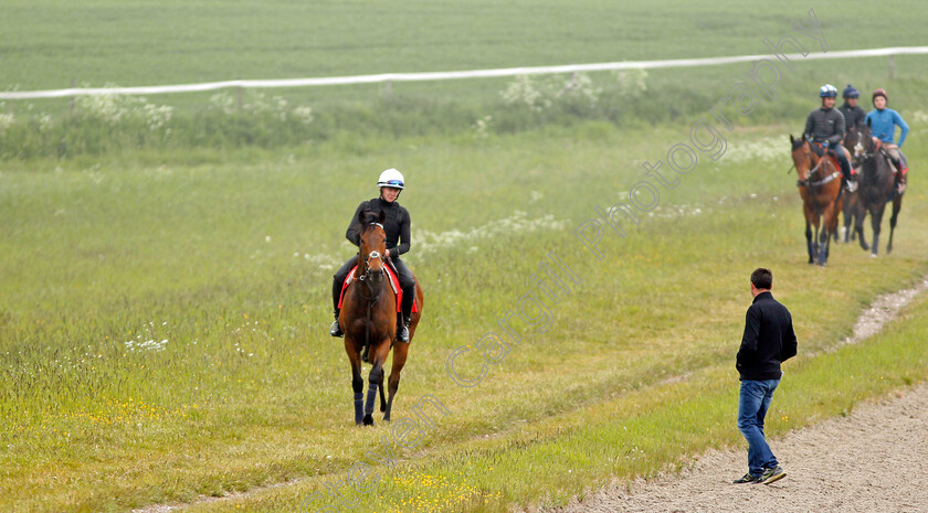 Battaash-0007 
 BATTAASH (Michael Murphy) with trainer Charlie Hills after exercising on the gallops, Lambourn 23 May 2018 - Pic Steven Cargill / Racingfotos.com