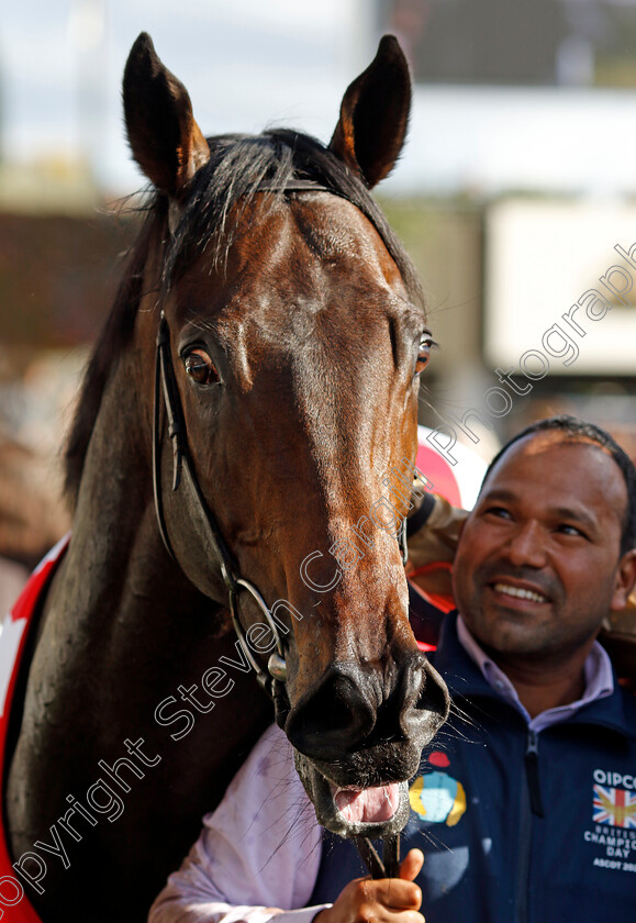 Kind-Of-Blue-0011 
 KIND OF BLUE winner of The Qipco British Champions Sprint Stakes
Ascot 19 Oct 2024 - Pic Steven Cargill / Racingfotos.com