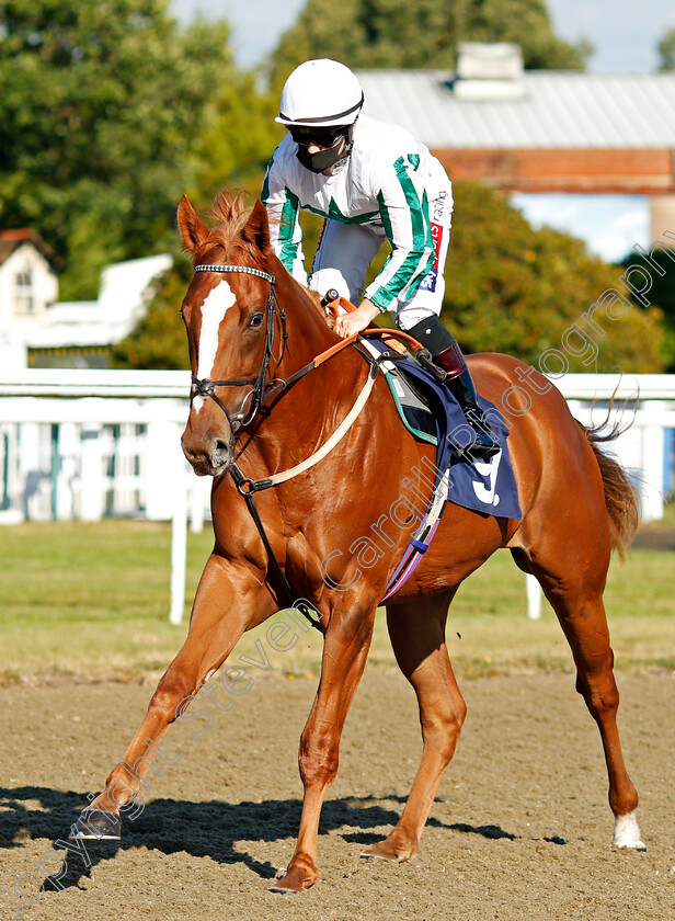 Gallardise-0001 
 GALLARDISE (Hollie Doyle) winner of The Betway Novice Median Auction Stakes
Lingfield 4 Aug 2020 - Pic Steven Cargill / Racingfotos.com