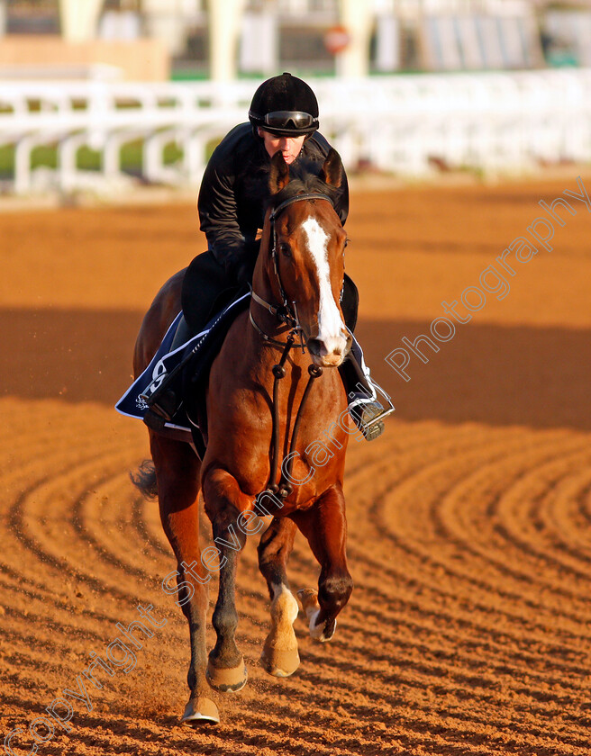 Rohaan-0001 
 ROHAAN training for The Turf Sprint
King Abdulaziz Racetrack, Riyadh, Saudi Arabia 23 Feb 2022 - Pic Steven Cargill / Racingfotos.com