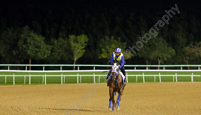 Caramel-Chip-0002 
 CARAMEL CHIP training for The Godolphin Mile
Meydan Dubai 27 Mar 2024 - Pic Steven Cargill / Racingfotos.com