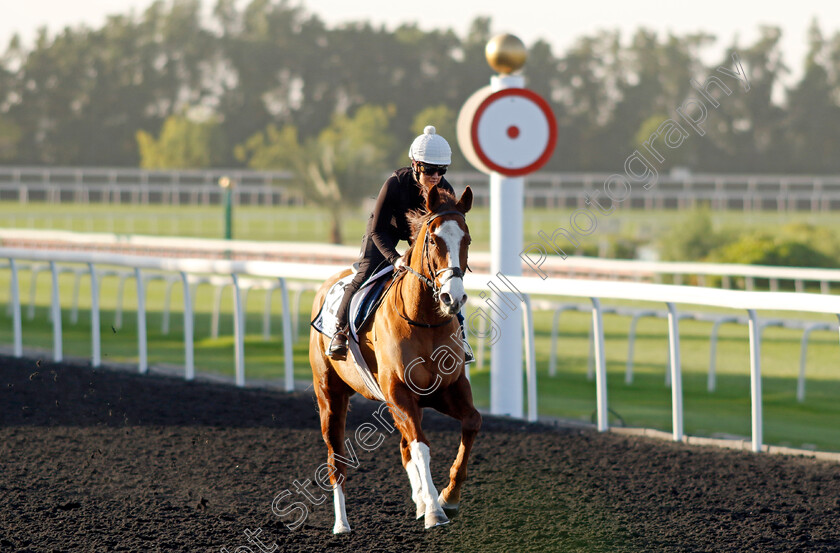 Prisoner s-Dilemma-0002 
 PRISONER'S DILEMMA training at the Dubai World Cup Carnival
Meydan 5 Jan 2023 - Pic Steven Cargill / Racingfotos.com