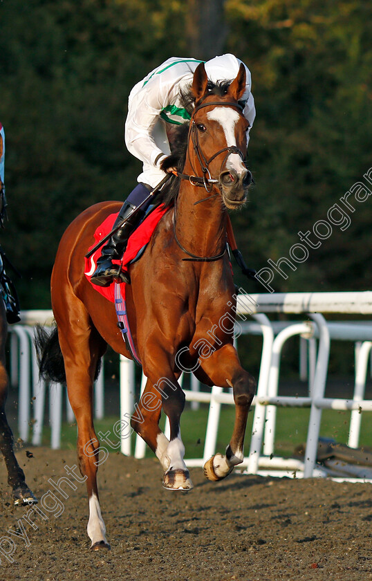 A-Legacy-0001 
 A LEGACY (Hector Crouch)
Kempton 6 Oct 2021 - Pic Steven Cargill / Racingfotos.com