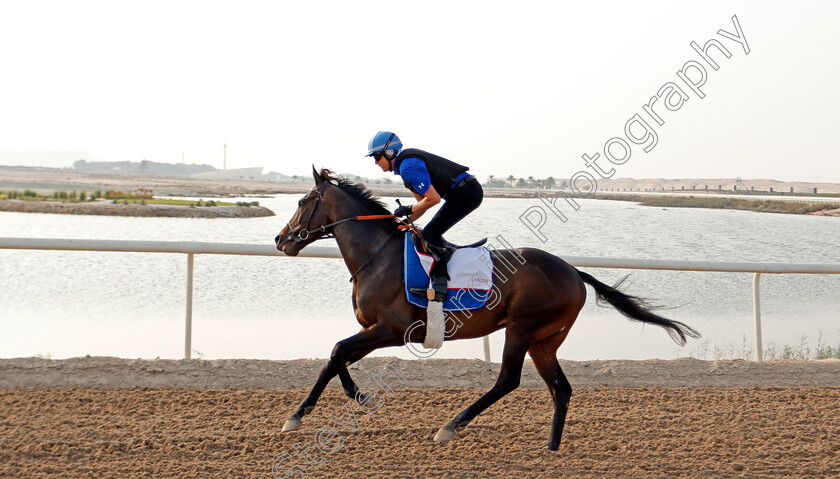 Loxley-0002 
 LOXLEY training for the Bahrain International Trophy
Rashid Equestrian & Horseracing Club, Bahrain, 18 Nov 2020