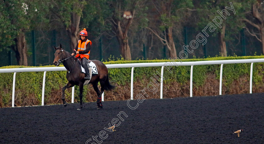 Mystic-Pearl-0001 
 MYSTIC PEARL training at the Dubai Racing Carnival
Meydan 1 Feb 2024 - Pic Steven Cargill / Racingfotos.com