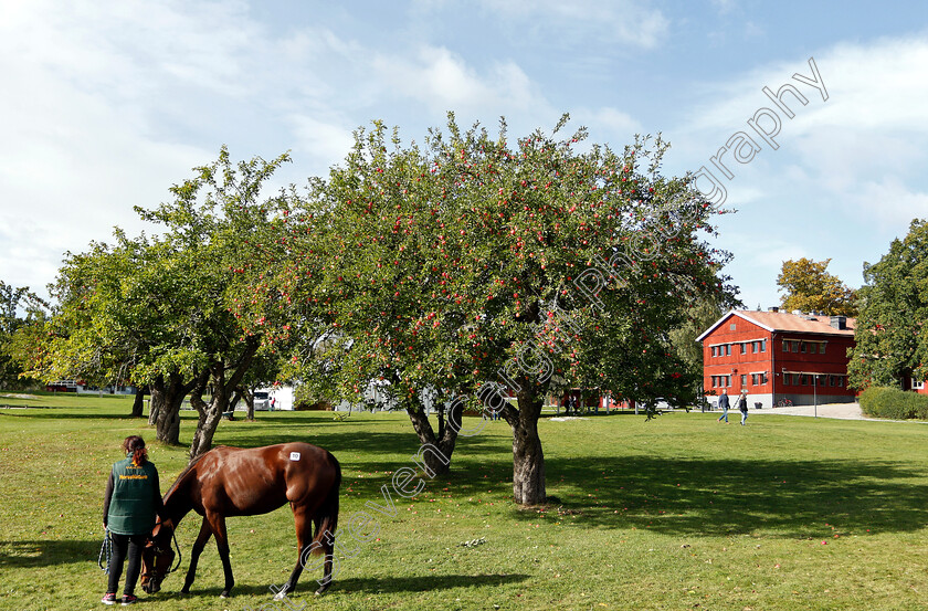 Stockholm-Yearling-Sale-0002 
 Scene before Stockholm Yearling Sale
Bro, Sweden 22 Sep 2018 - Pic Steven Cargill / Racingfotos.com