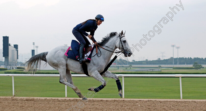 Batwan-0001 
 BATWAN training at the Dubai Racing Carnival
Meydan 1 Feb 2024 - Pic Steven Cargill / Racingfotos.com