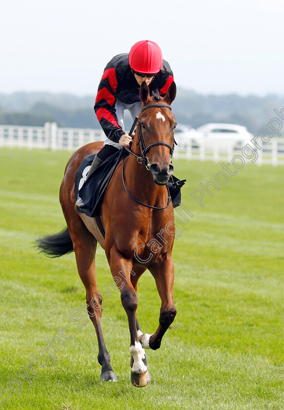 Vespertilio-0001 
 VESPERTILIO (Billy Lee)
The Curragh 10 Sep 2023 - Pic Steven Cargill / Racingfotos.com