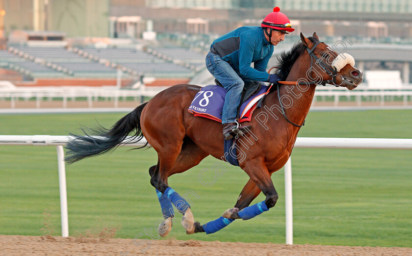 Keystroke-0003 
 KEYSTROKE, trained by Jeremy Noseda, exercising in preparation for The Dubai World Cup Carnival, Meydan 18 Jan 2018 - Pic Steven Cargill / Racingfotos.com