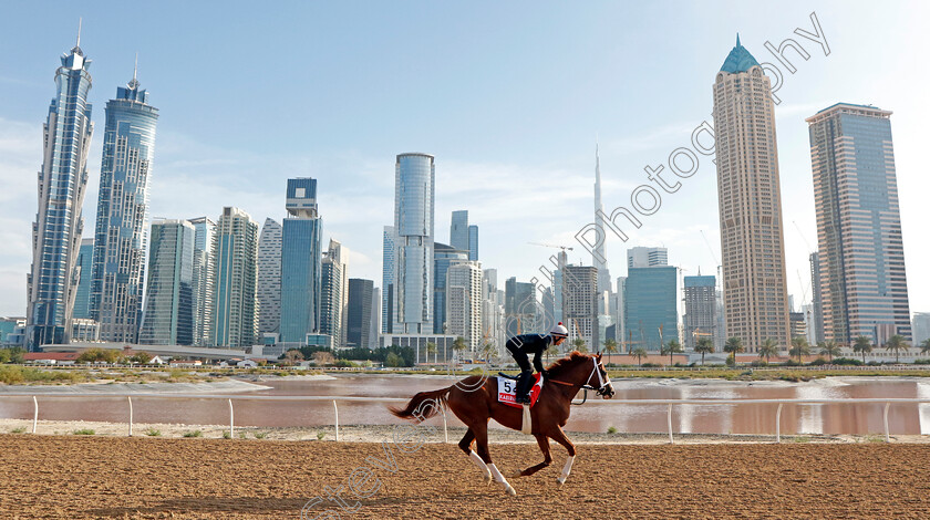 Kabirkhan-0002 
 KABIRKHAN training for The Dubai World Cup at the Al Quoz training track
Meydan Dubai 27 Mar 2024 - Pic Steven Cargill / Racingfotos.com