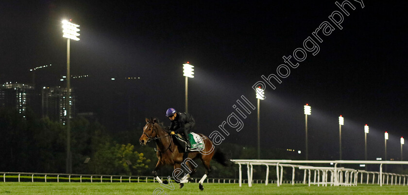 Liberty-Island-0002 
 LIBERTY ISLAND training for The Sheema Classic
Meydan Dubai 27 Mar 2024 - Pic Steven Cargill / Racingfotos.com