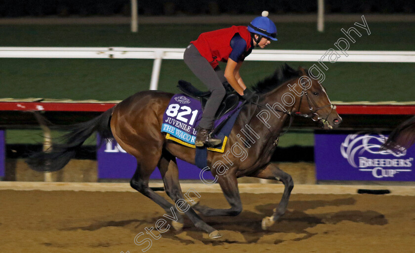 The-Waco-Kid-0001 
 THE WACO KID training for the Breeders' Cup Juvenile Turf 
Del Mar USA 30 Oct 2024 - Pic Steven Cargill / Racingfotos.com