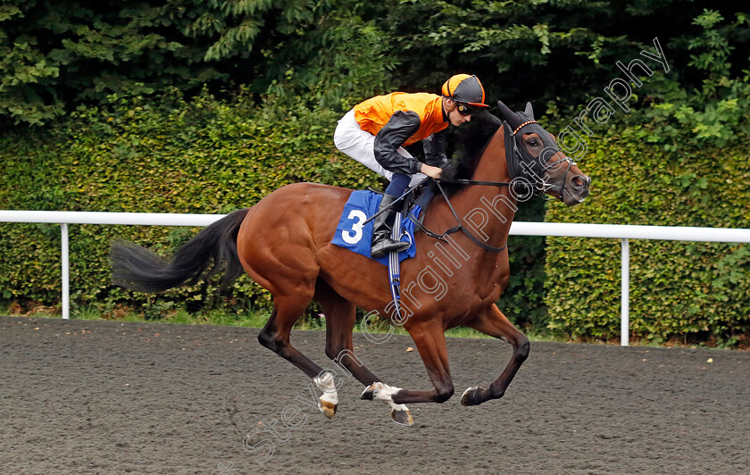 Al-Ameed-0001 
 AL AMEED (Harry Davies)
Kempton 7 Aug 2024 - Pic Steven Cargill / Racingfotos.com