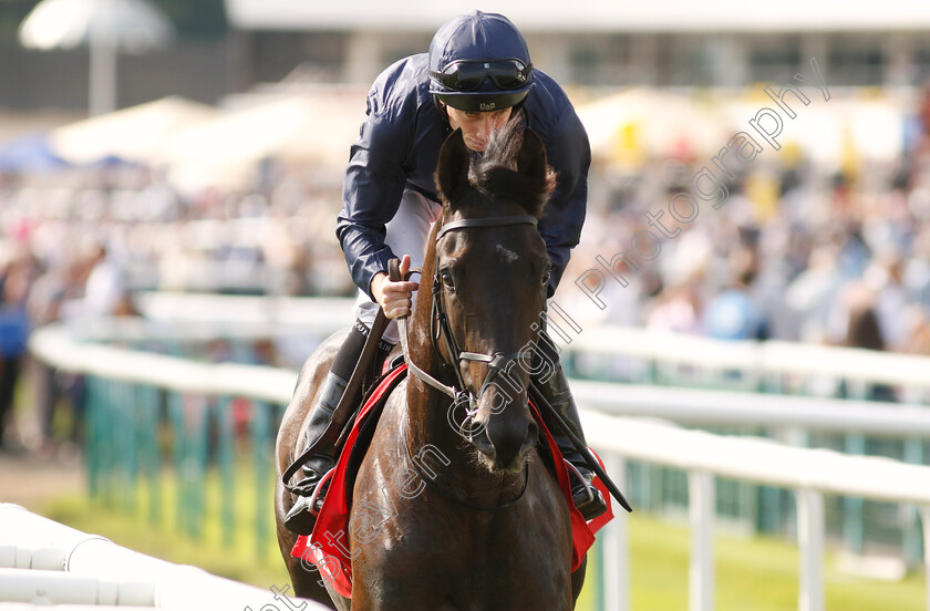 Battle-Cry-0001 
 BATTLE CRY (Ryan Moore)
Doncaster 15 Sep 2023 - Pic Steven Cargill / Racingfotos.com