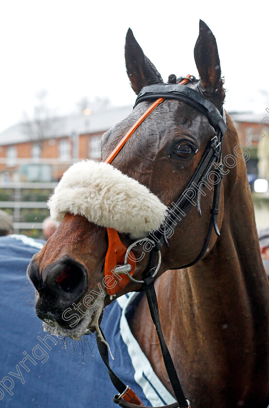 Does-He-Know-0008 
 DOES HE KNOW after The Bateaux London Reynoldstown Novices Chase
Ascot 19 Feb 2022 - Pic Steven Cargill / Racingfotos.com