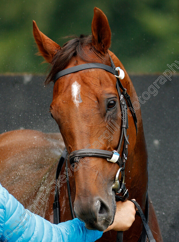 Addeybb-0010 
 ADDEYBB after working in preparation for next week's Eclipse Stakes
Newmarket 25 Jun 2021 - Pic Steven Cargill / Racingfotos.com