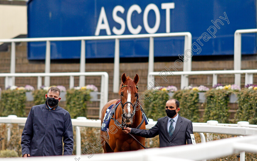 Stradivarius-0002 
 STRADIVARIUS before winning the Longines Sagaro Stakes
Ascot 28 Apr 2021 - Pic Steven Cargill / Racingfotos.com