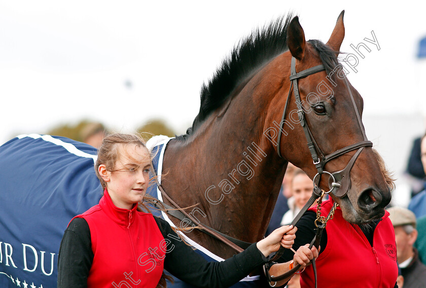 Our-Duke-0001 
 OUR DUKE parading at The Curragh 10 Sep 2017 - Pic Steven Cargill / Racingfotos.com