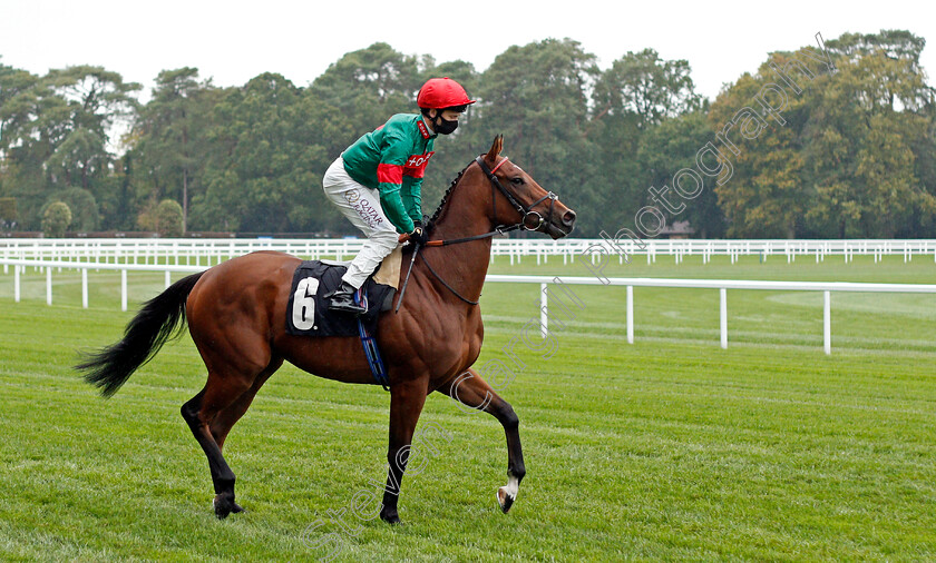 Grove-Ferry-0001 
 GROVE FERRY (Oisin Murphy)
Ascot 2 Oct 2020 - PIc Steven Cargill / Racingfotos.com