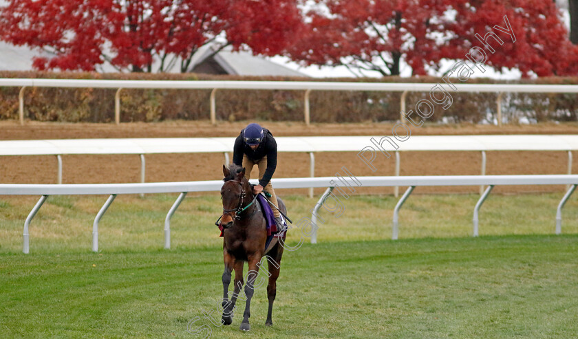 Emaraaty-Ana-0001 
 EMARAATY ANA training for the Breeders' Cup Turf Sprint
Keeneland USA 1 Nov 2022 - Pic Steven Cargill / Racingfotos.com