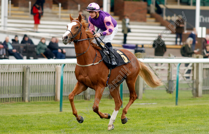 Peter-Piper-0001 
 PETER PIPER (Kieran O'Neill)
Newmarket 25 Oct 2023 - Pic Steven Cargill / Racingfotos.com