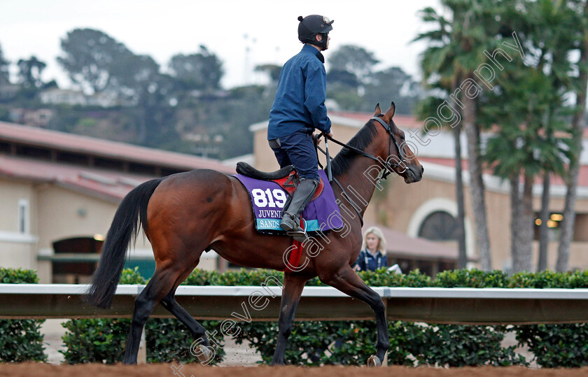 Sands-Of-Mali-0001 
 SANDS OF MALI training for The Breeders' Cup Juvenile Turf at Del Mar USA, 1 Nov 2017 - Pic Steven Cargill / Racingfotos.com